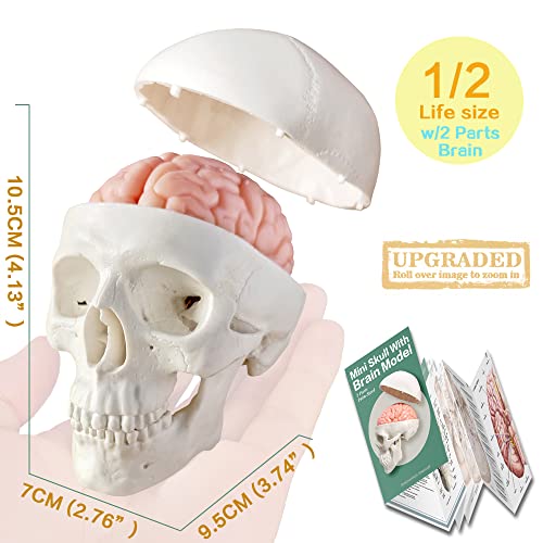 Human Body, Skeleton, Heart, Half Size Skull with Brain Models