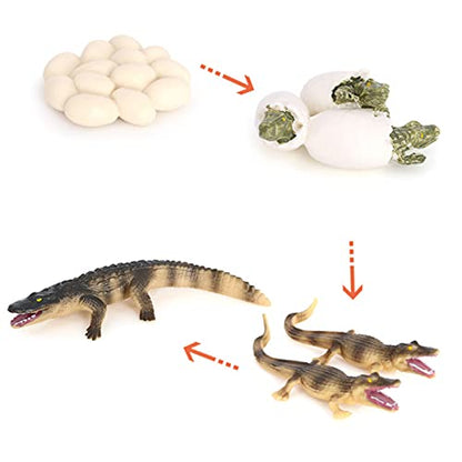 Crocodile Growth Cycle, Animal Growth Cycle Biological Model Toy Growth Stage Lifelike Crocodile Life Cycle Model Set for Kids Education Insect Themed Party Favors - style: Crocodile