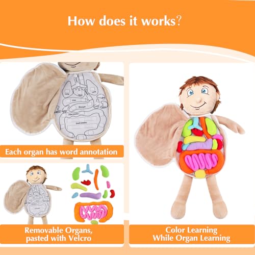 Vocheer Human Body Anatomy Toy, Montessori Preschool Educational Plush - color: Blue