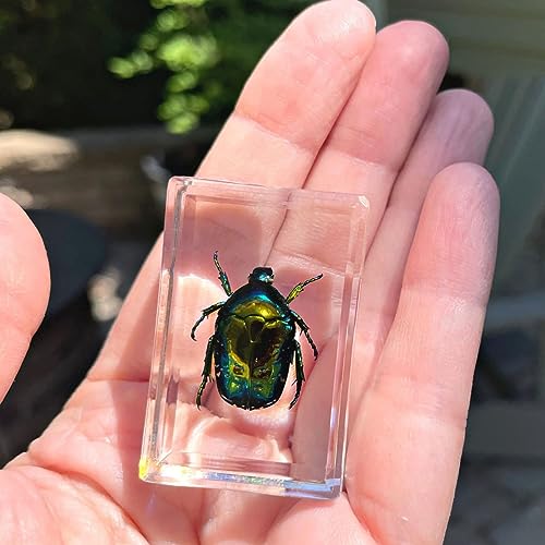 Geoworld 10 Insect Specimens Set - Real Beetles, Scorpions, Crickets in Resin with Magnifying Glass & Booklet - Great for Science Projects - Kids Scientific Educational Toy