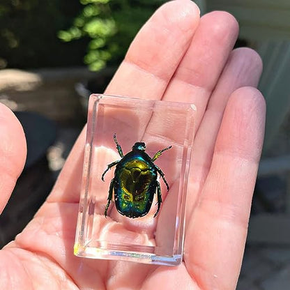 Geoworld 10 Insect Specimens Set - Real Beetles, Scorpions, Crickets in Resin with Magnifying Glass & Booklet - Great for Science Projects - Kids Scientific Educational Toy