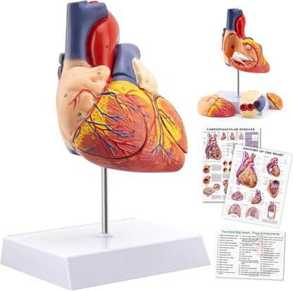 TYRRDE 2X Life Size Anatomical Heart Model – Human Heart Model Anatomy with 49 Structures, 4 Detachable Parts, Strong Magnetic Assembly, Accurate Details, on Base – for Medical Teaching & Science Learning(dark red)