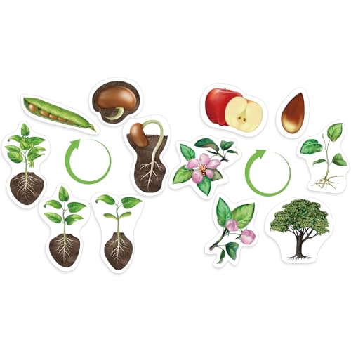 Relaxweex 12 Pcs Magnetic Plant Life Cycle Toys for Kids Educational Preschool Science Center Materials Plant Life Cycle for Kids Science Exploration Activities Learning Game Classroom Supplies