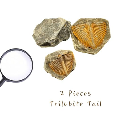 Authentic Fossils with Collection Box & Magnifier (Trilobite Tail) - color: Trilobite