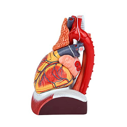 EVOTECH SCIENTIFIC Deluxe Human Heart Model with Thymus Gland & Diaphram Base, 10 Parts 1.5X Life Size Large Anatomical Heart Model for Classroom and Cardiology Study