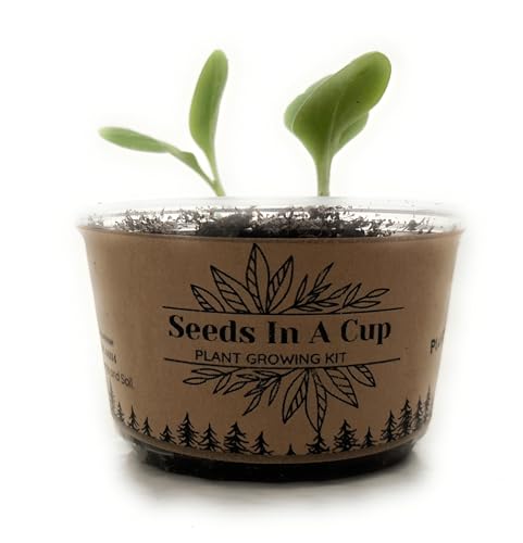 Seeds In A Cup® Pumpkin Grow Kit – Indoor Gardening Starter Set to Grow Mini Pumpkins, Fun Educational Gift for Kids & Adults, Quick Sprouting Greenhouse Planter