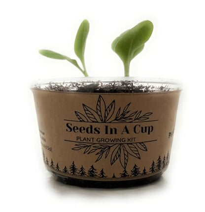 Seeds In A Cup® Pumpkin Grow Kit – Indoor Gardening Starter Set to Grow Mini Pumpkins, Fun Educational Gift for Kids & Adults, Quick Sprouting Greenhouse Planter