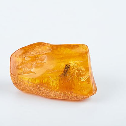 Baltic Amber Natural Fossil Insects,Insects from Millions of Years ago,True Insect Samples-Science Classroom Science Education Animal Specimens (A Amber with Insects Fossils)