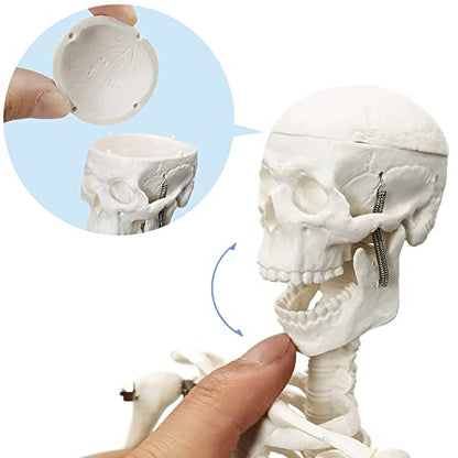 HADWYN Full Body 17.7" High Human Body Skeleton Model for Anatomy