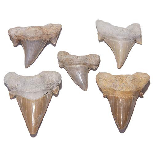 KALIFANO Fossil Collection Kit - Includes a Shark Tooth Fossil, Ammonite Shell Pair, Trilobite, and Orthoceras with Information Cards (Family Owned/Operated)
