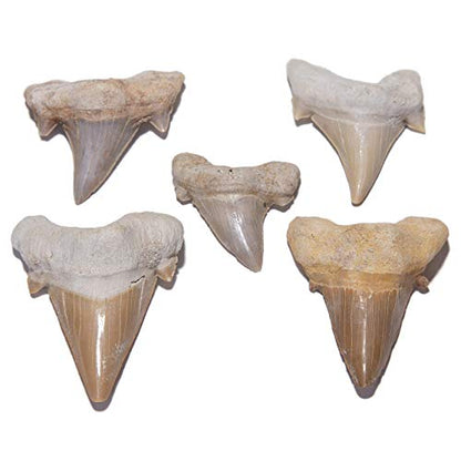 KALIFANO Fossil Collection Kit - Includes a Shark Tooth Fossil, Ammonite Shell Pair, Trilobite, and Orthoceras with Information Cards (Family Owned/Operated)