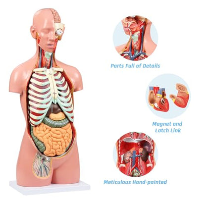 JNMFTD Human Torso Anatomy Model, 33.4" 17 Part Removable Life-Size Model with Heart Brain Visceral Organ Muscular Layers Bone Vessels Nerves Includes Product Manual for Medical Scientific Education - size: 35"L x 11"W