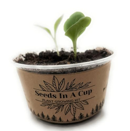 Seeds in A Cup - Plant Growing Kit (Broccoli) Made in USA - style: BROCCOLI