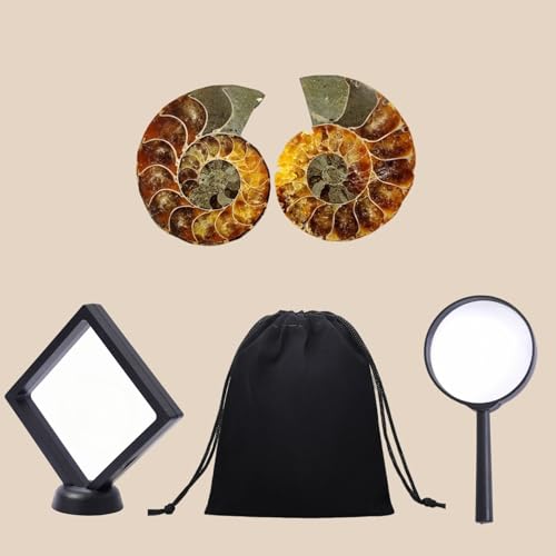 Authentic Ammonite Fossils with Collection Box & Magnifier, 2 pcs, Diameter 2-3cm - color: Ammonite