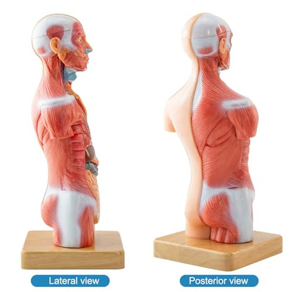 Human Body Model for Anatomy Study, 15 Part 11''