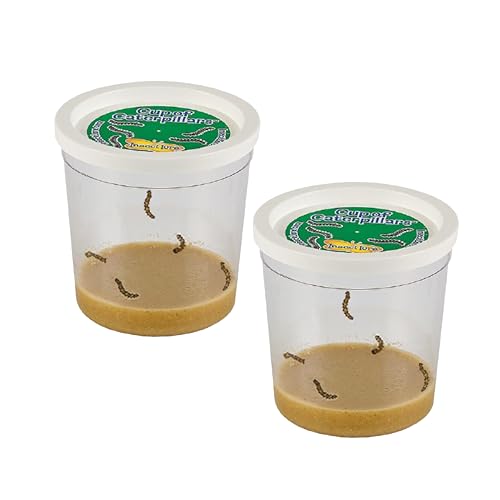 Insect Lore 2 Cups of Caterpillars Basic - 10 Live Baby Painted Lady Caterpillars - Refill for Habitat Kit - Caterpillars and Food Included - style: 2 Cups Basic