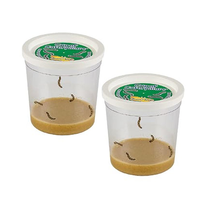 Insect Lore 2 Cups of Caterpillars Basic - 10 Live Baby Painted Lady Caterpillars - Refill for Habitat Kit - Caterpillars and Food Included - style: 2 Cups Basic