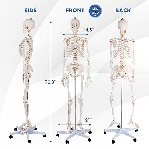 Nightcore 70.8 Foot Human Skeleton Model, Life-Size Skeleton with Rolling Bracket, Medical Model with 2 Caster Brakes, Removable Skeleton with Moving Arms & Legs, Ideal for Anatomy