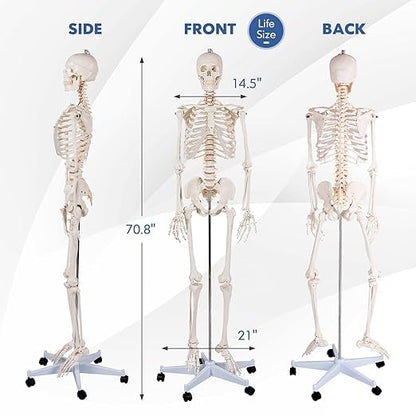Nightcore 70.8 Foot Human Skeleton Model, Life-Size Skeleton with Rolling Bracket, Medical Model with 2 Caster Brakes, Removable Skeleton with Moving Arms & Legs, Ideal for Anatomy