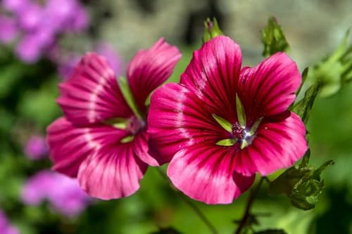 Malope Seed Mix Malva-Rose Annual Mallow 200+ Non-GMO Seeds