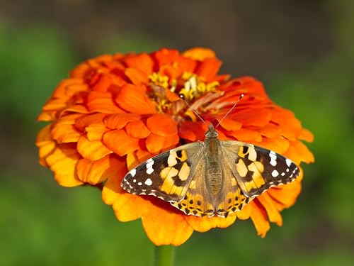 Insect Lore Butterfly Farm - Live Cup of 5 Caterpillars, Reusable Habitat, STEM Butterfly Activity Journal & Supplies - Grow, Observe and Release Painted Lady Butterflies - style: Butterfly Farm