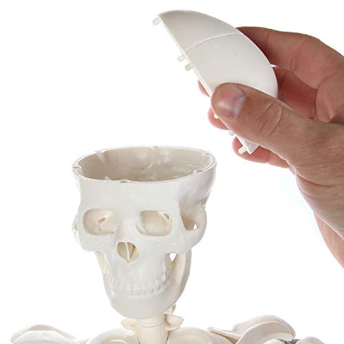 Anatomy Lab Human Skeleton Model, 34" Skeleton with Base, Movable Arms and Legs, and Detailed Human Bones. Durable Design Perfect for Students and Teachers