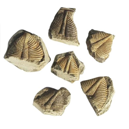 4 Pcs Real Trilobite Tail Fossil kit with Display Stand Come Form 400 Million Years Ago Real Fossils Paleontology Gifts for Men Women