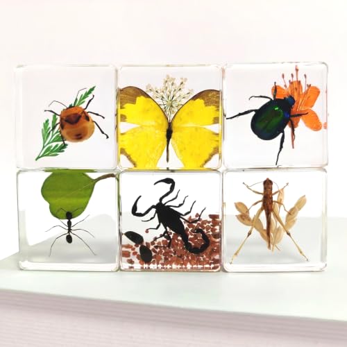 6 Real Insects Specimen in Resin – Taxidermy Bug Butterfly Beetle Locust Scorpion Ant with Scenery, Science Classroom Display,Nature Oddity Decor for Insect Collector, Christmas Birthday Gift(Habitat) - size: 6 Scenery