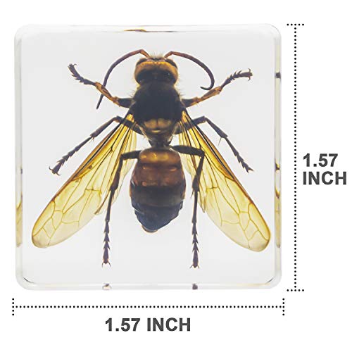 Insect Specimen Set, Bugs Collection Scientific Education Gift for Kids Aged 3-8-12 (Cicada, Wasp, Spider, Scorpion, Locust, Chafer) - style: Cicada, Wasp, Spider, Scorpion, Locust, Chafer