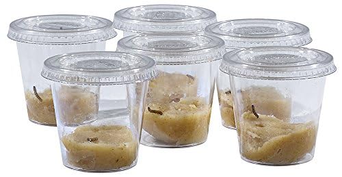 Insect Lore Butterfly Pavilion School Kit with 33 Live Caterpillars - 2ft Tall Habitat, STEM Activity Journal, Cups & Tools Included - Immersive Classroom Life Cycle Learning - style: School Kit 33