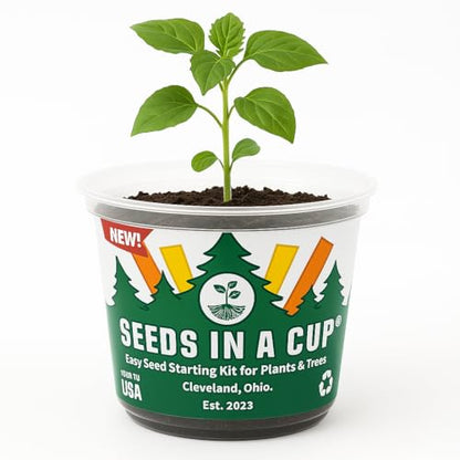 Sycamore Tree Seed Growing Kit | Complete DIY Planter | Unique Mottled Bark Shade Tree | Indoor/Outdoor Plant Starter | Gift Idea - style: Sycamore