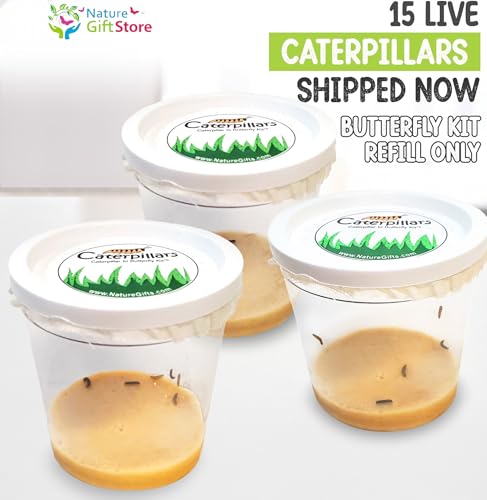 15 Live Caterpillars for Butterfly Kits, Painted Lady Refill with Food - style: 15 Live Caterpillars