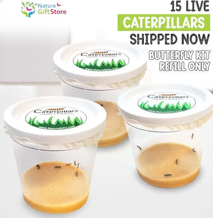 15 Live Caterpillars for Butterfly Kits, Painted Lady Refill with Food - style: 15 Live Caterpillars