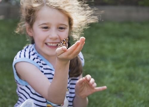 Insect Lore Two Cups of Live Caterpillars - 10 Live Painted Lady Caterpillars with Food - Includes Bonus Butterfly Life Cycle Figurines - Refill for Butterfly Garden Habitat