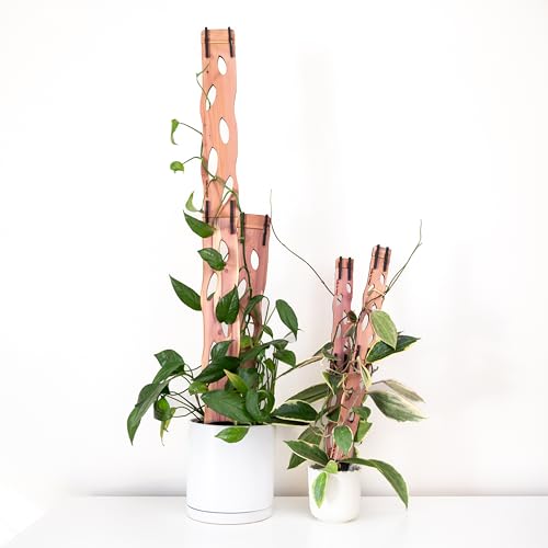 Treleaf Zella Grande Extension Kit - Wooden Extendable Plant Trellis (2 Extensions) for Indoor Climbing Houseplants - Modular Plant Support - size: Grande Extension Kit