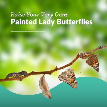 33 Live Painted Lady Caterpillars to Butterflies, Classroom Learning Kit