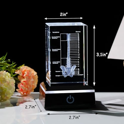 Movdyka 3D Crystal Human Spine Skeleton Model with Nerves Vertebra - color: Spine