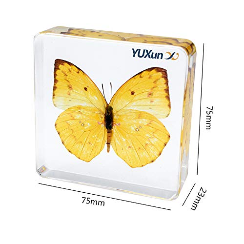 Real Insect Butterfly Specimen Paperweight Animal Taxidermy Collection Display Sciecne Classroom Specimen for Science Education (Butterfly 19) - color: Butterfly 19