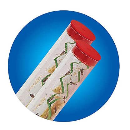 Insect Lore Two Tubes of Ladybug Larvae with STEM Activity Journal - Raise, Observe and Release Pink Spotted Ladybugs - Grown in The USA - Ladybug Kit Refill