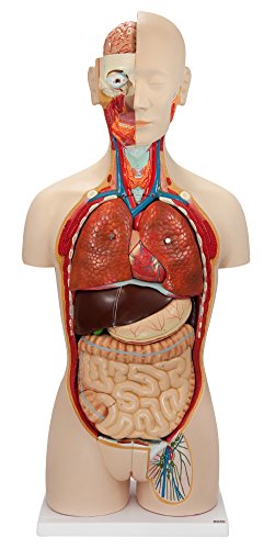 Axis Scientific Deluxe Dual-Sex Human Torso Anatomy Model
