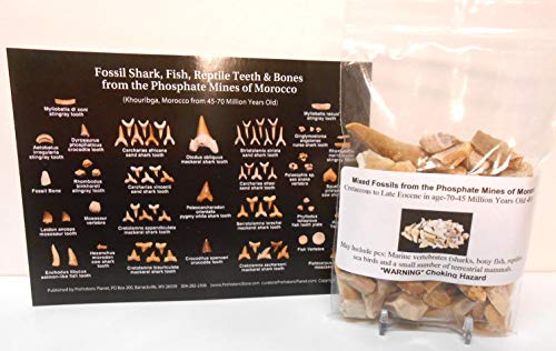 Genuine Dinosaur Era Shark, Fish, Reptile Teeth & Bone Fossils from The Phosphate Mines of Morocco, N.Africa 1/2 Lb w/Free Identification Card