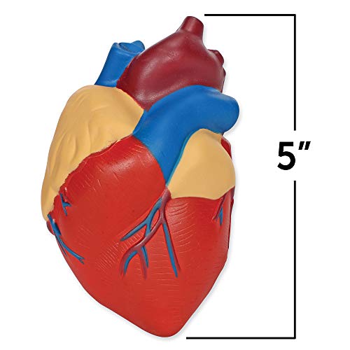 Learning Resources Cross-Section Human Heart Model