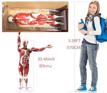 Anatomical Human Muscular Figure Model with 347 Number with 27 Removable Parts Muscle Organ Model Training Manikin Model for Teaching 33.5'' Tall,1/2 lifesize