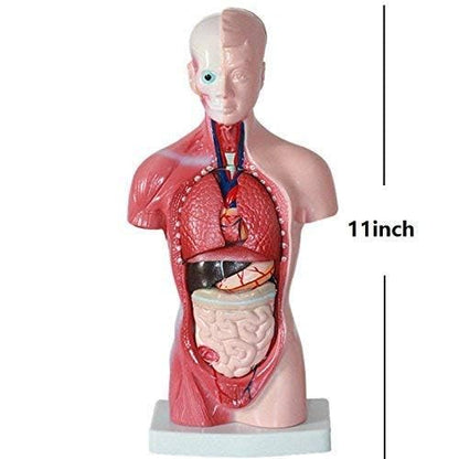 Plasdent superply Anatomy Model | 11inch Human Torso Body | Heart Brain Skeleton | Medical School Educational Tool