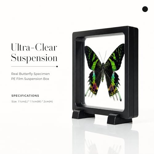 1pc Authentic Butterfly Specimen PE Film Suspension Box Unique Birthday Gift for Biology Enthusiasts Classroom Teaching Aid (Madagascan Sunset Moth) - color: Madagascan Sunset Moth