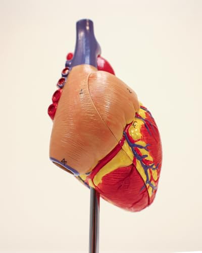 Axis Scientific Life-Size Human Heart Model