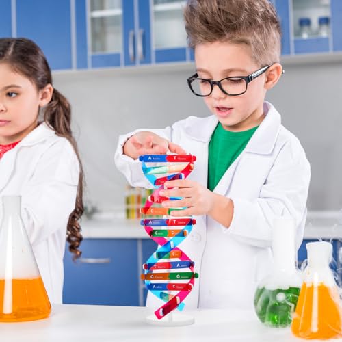NUOBESTY DNA Model Kit Double Helix Structure Model, 13 in Assembling Biology Teaching Aid with Stand, Color-Coded Base-Pairing A-T G-C, STEM Classroom Science Fair Display for Ages 12+ (Pack of 2) - size: 37.00X11.60X11.60CM (Pack of 2)