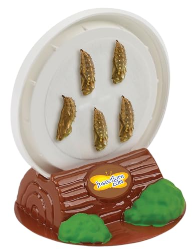Insect Lore School Kit Refill with 33 Live Caterpillars - STEM Activity Journal & 33 Live Baby Painted Lady Butterfly Caterpillars - Cups & Tools Included - style: Refill For School kit 33