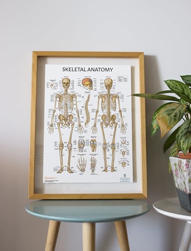 Anatomy Lab Skeletal System Poster, 17.3 x 22.5 Inches, Laminated, Anatomically Accurate, Wall Art for Home Office, Classroom, Fitness Studio - color: Skeletal