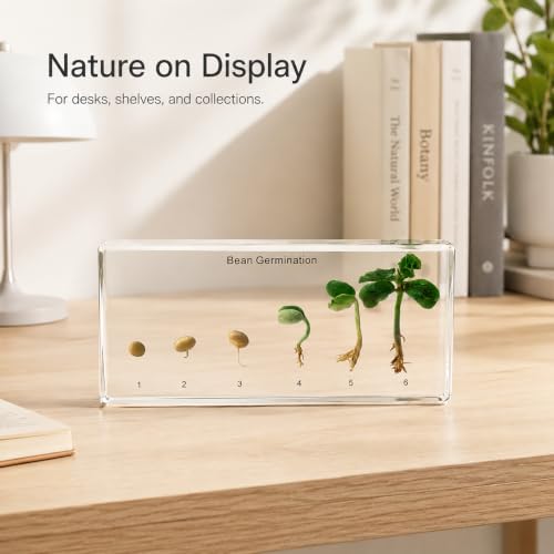 Bean's Lifecycle in Resin-Real Green Bean Plant Germination & Growth Specimen for Biology Science Education with Fun,Home Office Desk Display,Gift(6.46×3.07×0.79inch) - color: Green Bean Plant Life Cycle